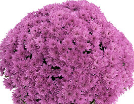 Хризантема Яху Пруне (Yahou Prune)купити