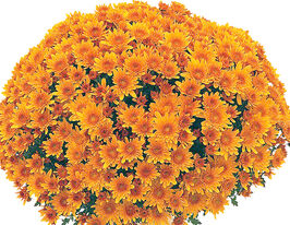 Хризантема Яху Апрікот (Yahou Apricot)купити