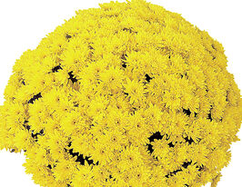 Хризантема Яху Голден (Yahou Golden)купити