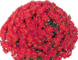 Хризантема Яху Фрейз (Yahou Fraise)купити