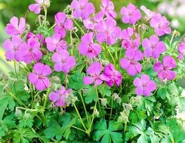 Герань Карміна (Karmina) 1 шткупити