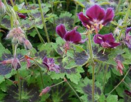 Герань Самобор (Samobor)купити