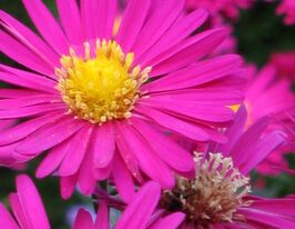 Айстра Кримсон Брокаде (Crimson Brocade) купить