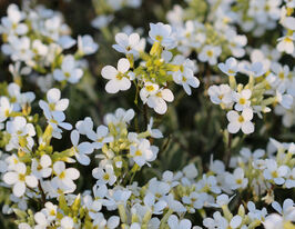 Арабіс кавказський Варієгата (Variegata)купити