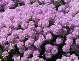 Армерия Дернистая (Juniperifolia) купить