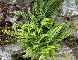 Асплениум волосовидный (Trichomanes) купить