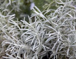 Безсмертник Dwarf Curryкупити