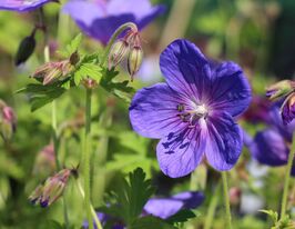 Герань Граветі (Gravetye)купити