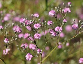 Гіпсофіла Фламінго (Flamingo)купити