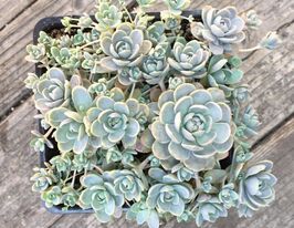 Горноколосник Шіна Хата (Chinese Hat)купити