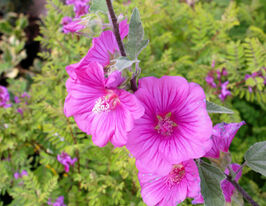 Лаватера Бредон Спрінгз (Bredon Springs)купити