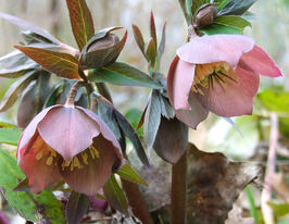 Морозник Пурпурасценс (Purpurascens)купити