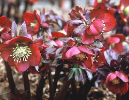 Морозник Ред Гібрідс (Red Hybrids)купити