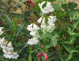 Пенстемон Уайт Беддер (Penstemon White Bedder)купити