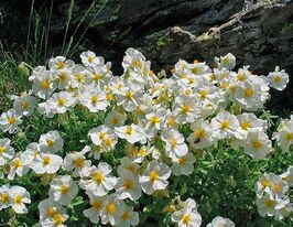 Сонцецвіт Зе Брайд (Helianthemum The Bride)купити