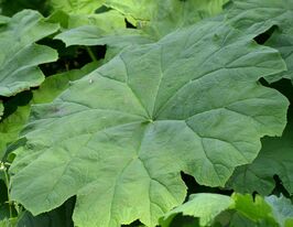 Астильбоидес Табулярис (Tabularis) купить