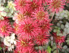 Ацена мелколистная Купфертеппич (Kupferteppich) купить