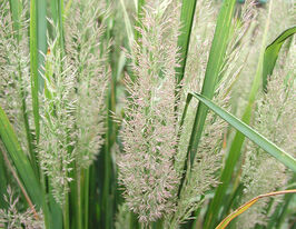 Вейник бриллиантовый (Calamagrostis brachytricha) купить
