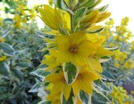 Вербейник Олександр (Alexander)купити