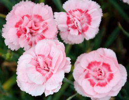 Гвоздика (диантус) перистая Дорис (Doris) купить