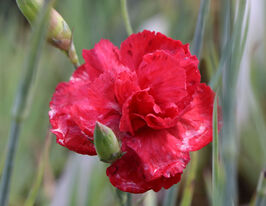 Гвоздика (диантус) перистая Десмонд (Desmond) купить