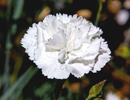 Гвоздика (диантус) перистая Хайтор (Haytor) купить