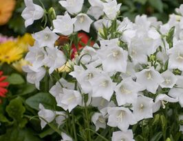 Дзвіночок персиколистий Альба (Рersicifolia Alba)купити