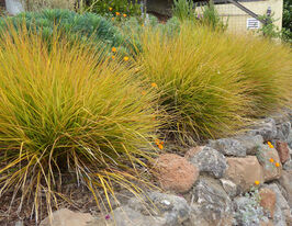 Ковыль Фейерверк (Stipa arundinacea) купить