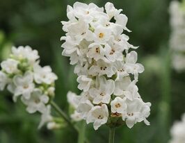 Лаванда вузьколиста Хідкот Уайт (Hidcote White)купити
