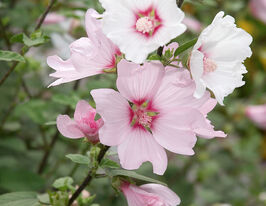 Лаватера гибридная Барнсли (Barnsley) купить