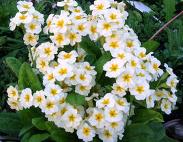 Примула Белоснежная (Snow White) купить