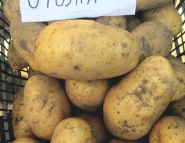 Картофель Отолия (Otolia) купить