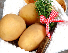 Картофель Отолия (Otolia) купить