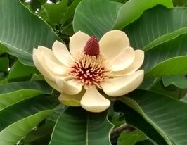 Магнолія оберненояйцеподібна (Magnolia obovata)купити