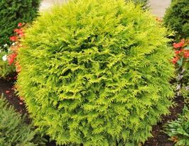 Туя західна Глобоза Ауреа (Globosa Aurea)купити