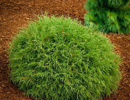 Туя західна Містер Боулінг Болл (Mr. Bowling Ball)купити