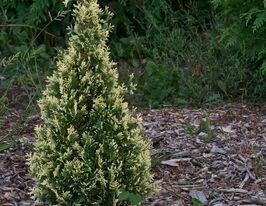 Туя західна Смарагд Варієгата (Smaragd Variegata)купити