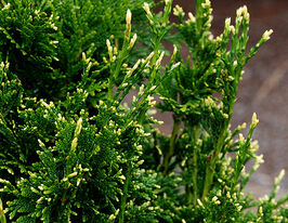 Туя складчаста Кан-кан (Thuja plicata Can-Can)купити