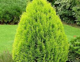 Туя восточная Пирамидалис Ауреа (Pyramidalis Aurea купить