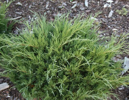 Ялівець козацький Хіксі (Hicksii)купити