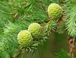 Лиственница тонкочешуйчатая купить