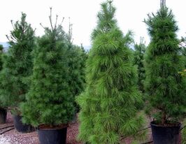 Сосна гималайская купить