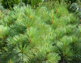 Сосна Денсатакупити