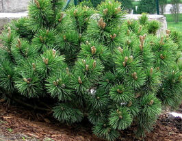 Сосна Кримська (Pinus nigra)купити