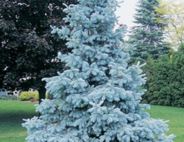  Ель Голубая Глаука (Glauca) купить