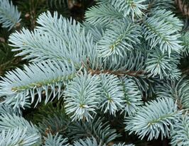 Ель Валеситто (Valesiito) купить