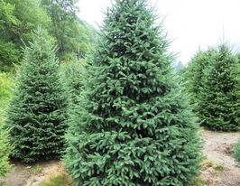 Ель канадская сизая купить