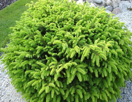 Ялина звичайна Нідіформіс (Nidiformis)купити