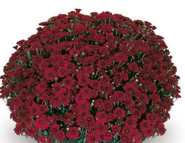 Хризантема Каміна Ред (Camina Red)купити