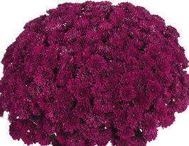 Хризантема Лагоон Пурпле (Lagoon Purple)купити